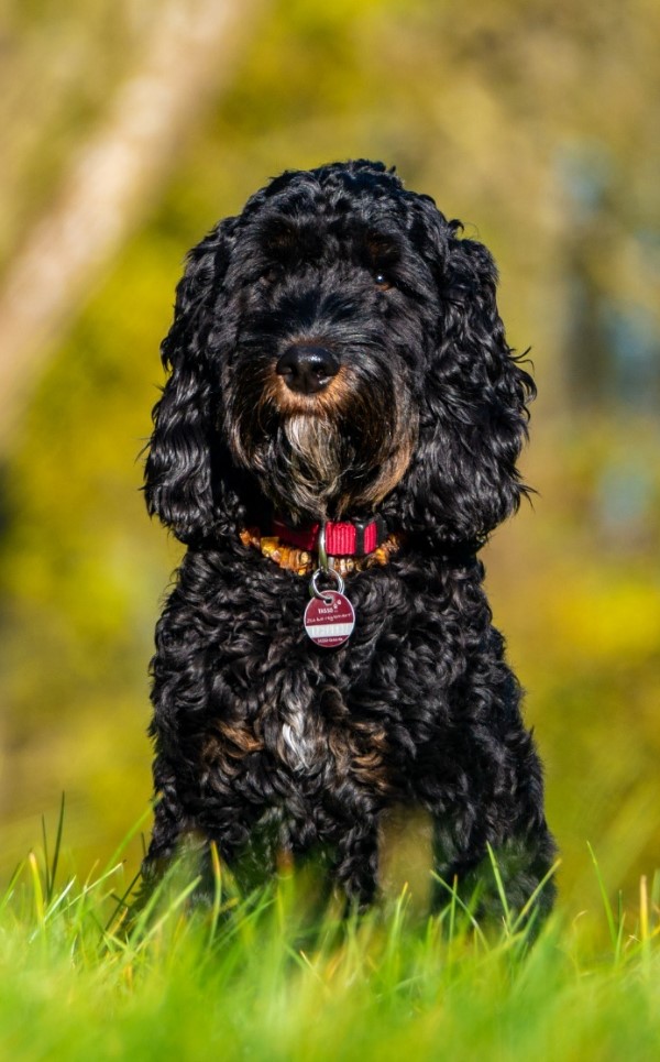 Cookie_Portrait_211024
