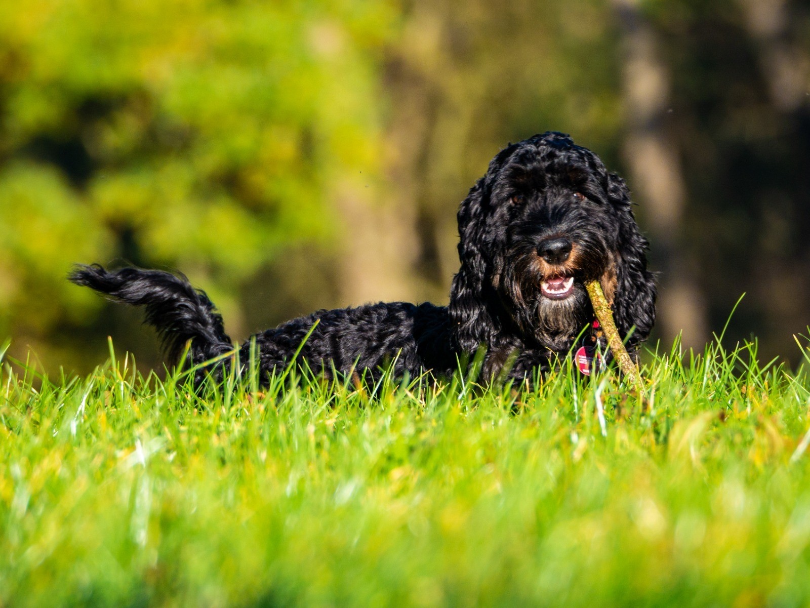 Cookie_liegend_211024